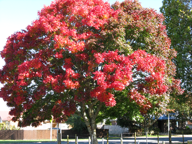 Maple- Cambridge Tree Trust